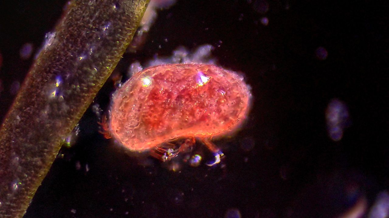 Gli Ostracodi, i minuscoli dominatori del tempo e dello spazio
